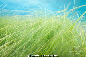 "Prairie Land"
Seagrass takes on the look of a prairie l... by Susannah H. Snowden-Smith 